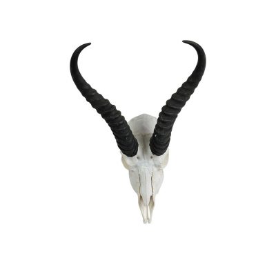 springbok-schedel-01