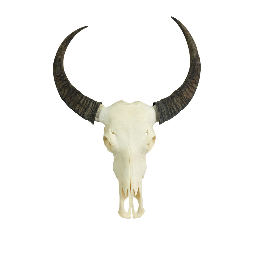 Waarneembaar Zelden laat staan Waterbuffel schedel ter decoratie kijk op de website voor meer schedels