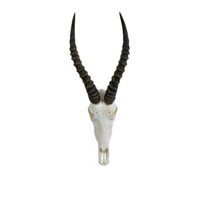 blesbok-schedels-afrika