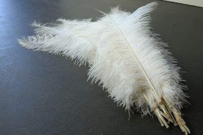 Struisvogelveren wit | decoratie veren wit