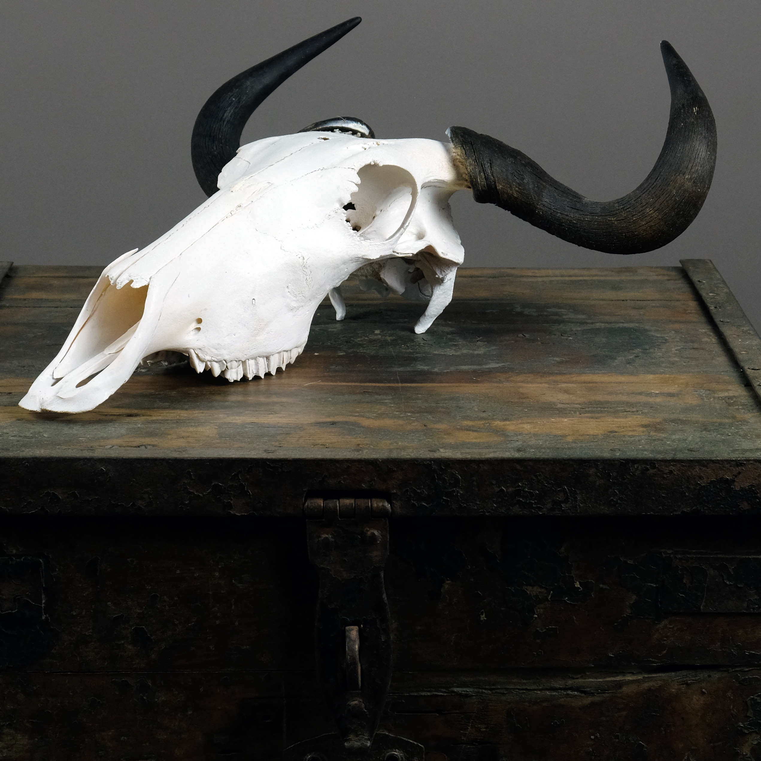 oosten Manifestatie Belichamen Wildebeest schedel - aan de muur - hoorns en schedels - Afrika schedels